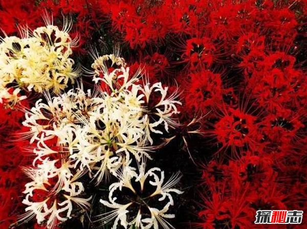 傳說中的花有哪些?盤點上古八大奇花(附圖片)