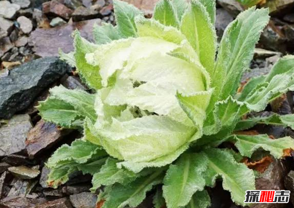 傳說中的花有哪些?盤點上古八大奇花(附圖片)