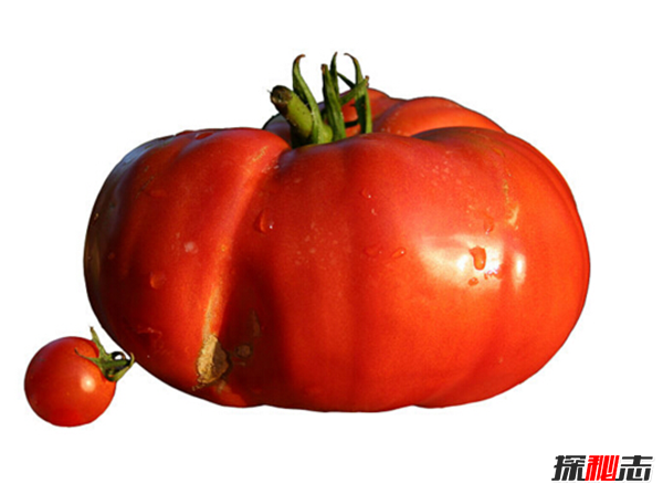 最大的西紅柿有多少斤?揭秘世界上最大的西紅柿(附圖)
