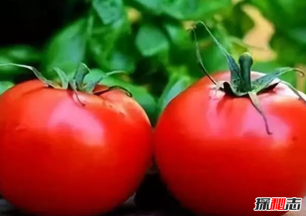 最大的西紅柿有多少斤?揭秘世界上最大的西紅柿(附圖)