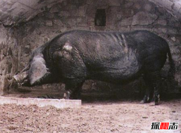 世界上最大的豬:重達(dá)2000斤(不挑食沒(méi)打激素)