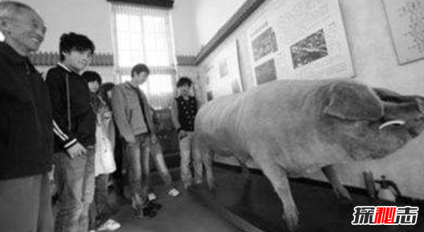 世界上最大的豬:重達(dá)2000斤(不挑食沒(méi)打激素)