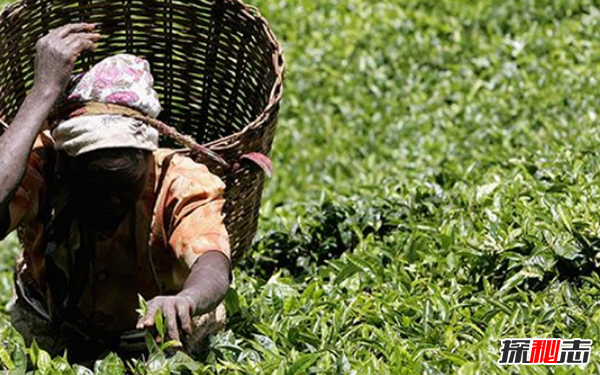 世界上茶葉生產十大國,印度有超10億飲茶者(70%國內消費)