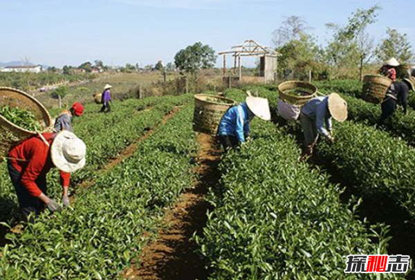 世界上茶葉生產十大國,印度有超10億飲茶者(70%國內消費)