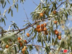 五大防風(fēng)固沙植物：保護(hù)沙漠的必備植物（螞蟻森林常見）
