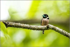 黑黃闊嘴鳥：擁有著超可愛的外表（處于危險當(dāng)中）