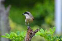 呆頭伯勞：屬于雀形目的生物,有著相當(dāng)鋒利的嘴巴