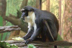 戴安娜長(zhǎng)尾猴：屬于一種棲息在樹(shù)上的生物（很是頑皮）