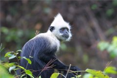 戴帽葉猴：一種分布在印度緬甸地區(qū)的生物（中國(guó)也有）