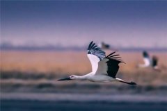 東方白鸛：體態(tài)相當(dāng)優(yōu)美的生物,有著粗壯堅硬的嘴
