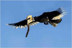 冠斑犀鳥：象征愛情的小鳥（屬于典型國家保護級動物）
