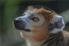 冠狐猴：生活在馬達(dá)加斯加島上的神奇物種