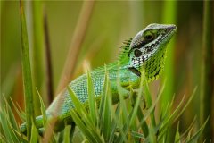草甸蜥蜴：適合爬行的生物（少數(shù)會(huì)出現(xiàn)四肢退化）