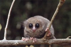 叉斑鼠狐猴：屬于靈長(zhǎng)目動(dòng)物（生活在馬達(dá)加斯加島嶼）