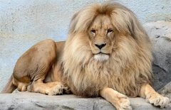 雄獅當(dāng)上獅王后，為什么會(huì)殺死上一任獅王的幼崽？（獅群的競(jìng)爭(zhēng)）