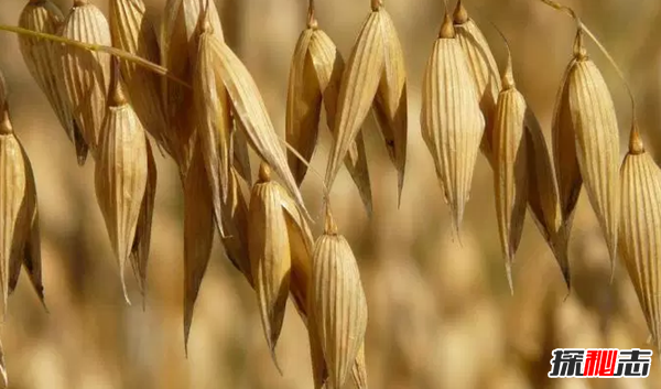 吃什么對(duì)心臟好?盤點(diǎn)世界十大強(qiáng)心食物